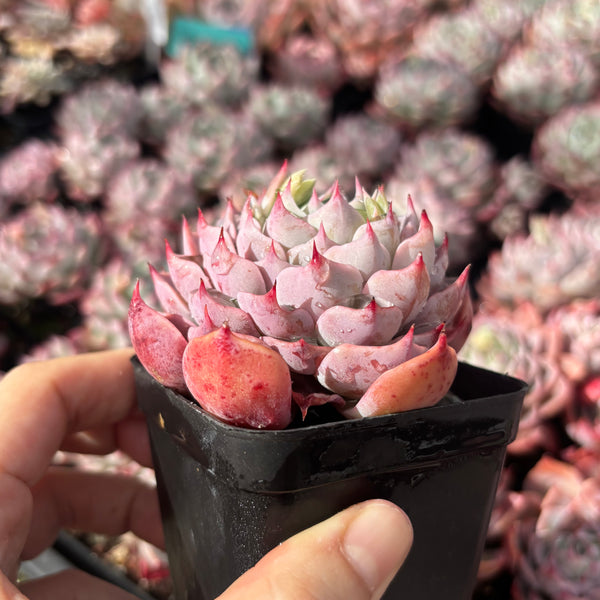 Echeveria Swirl 漩涡 Succulent Delight New Hybrid
