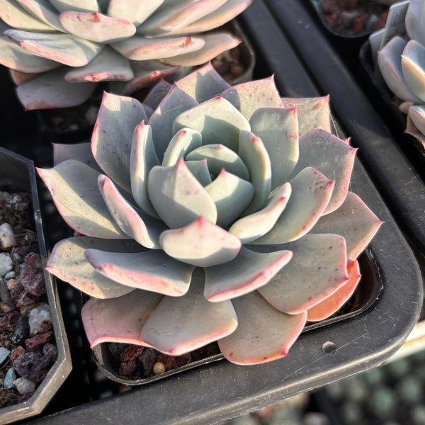 Echeveria Snow Promiss 雪诺
