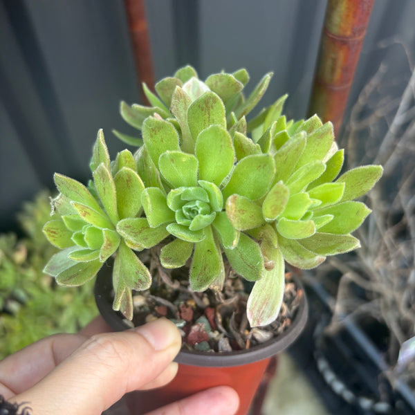 Aeonium Ballerina cluster 冰绒法师
