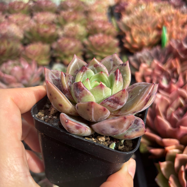 Echeveria Succulent Delight new hybrid