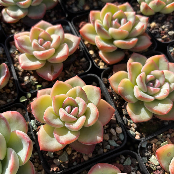 Echeveria Snow Flake 雪花