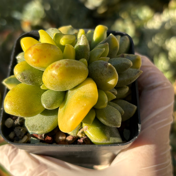 Adromischus hemisphaericus variegata 松虫水泡锦