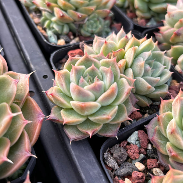 Echeveria Candy Malgan 糖果麦秆 Succulent Delight new hybrid