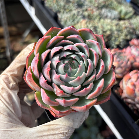 Echeveria Swirl 漩涡 Succulent Delight New Hybrid