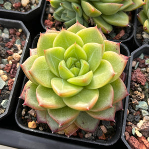 Echeveria Picasso Malgan with lines 毕加索麦秆