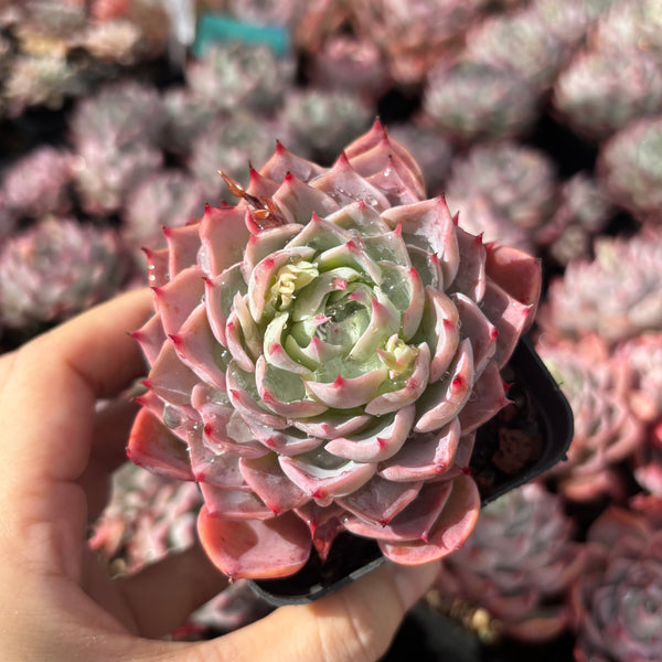 Echeveria Swirl 漩涡 Succulent Delight New Hybrid