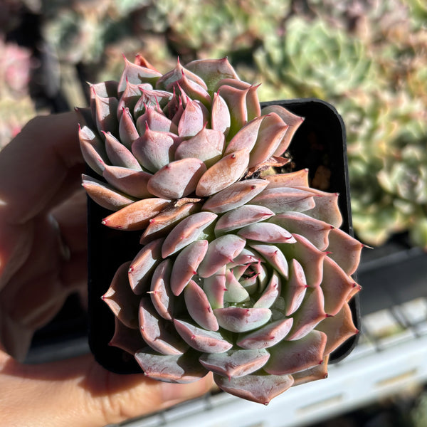 Echeveria Cold Fire 冷焰