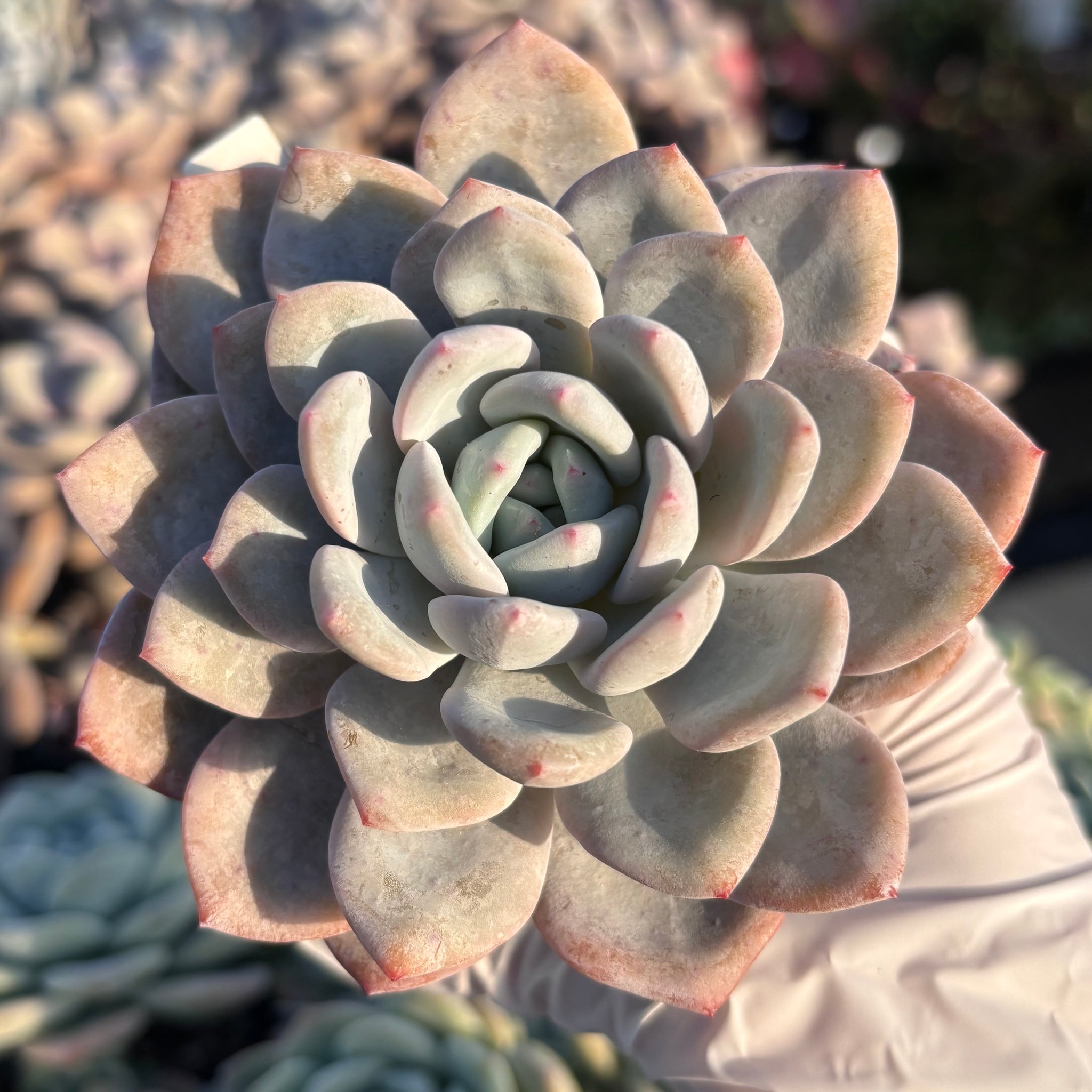 Echeveria Laulindsa 芙蓉雪莲 Succulent Delight new hybrid