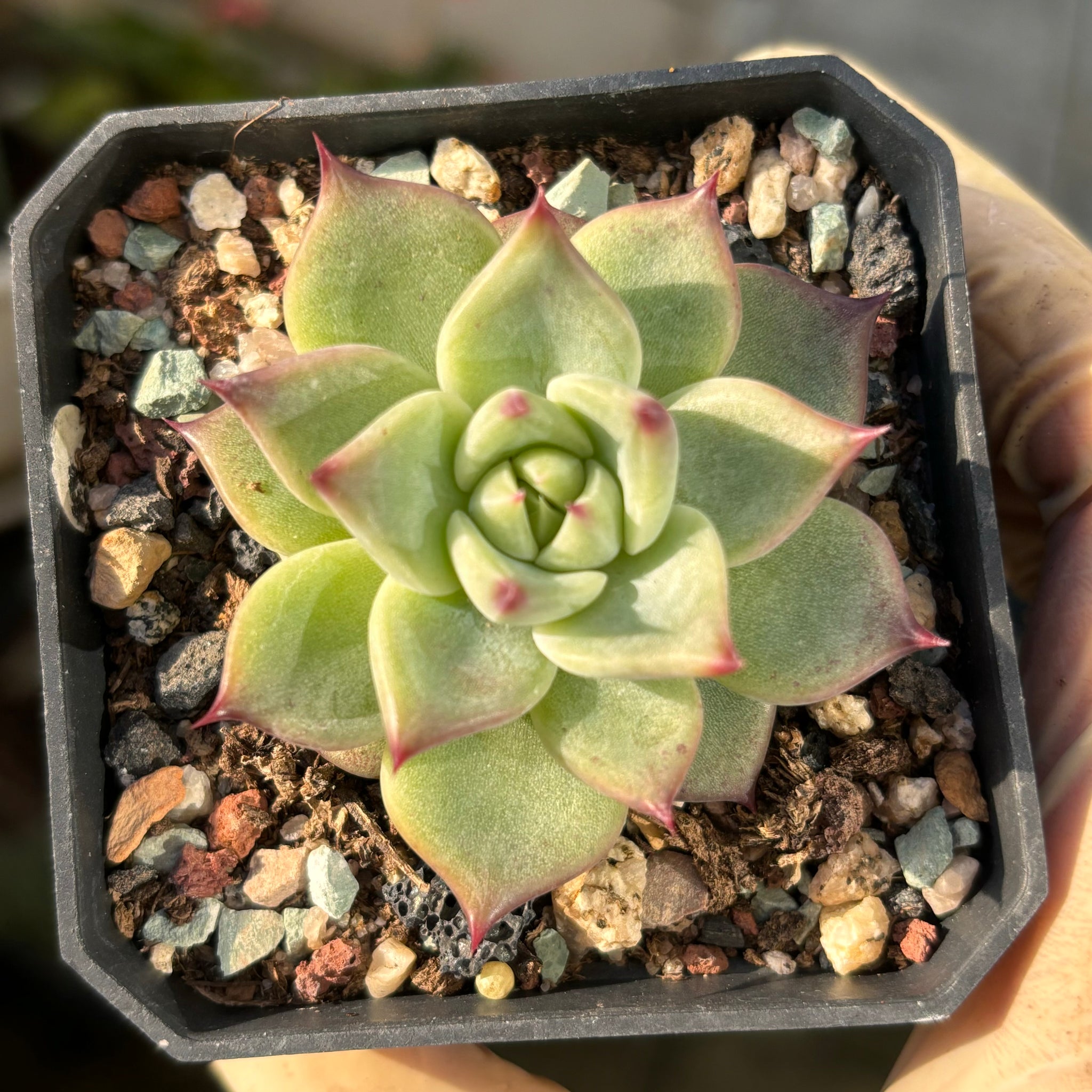 Echeveria Starry Fire 星焰 Succulent Delight new hybrid