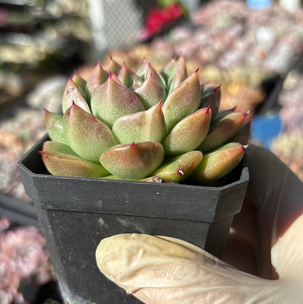 #93 Echeveria Fantasy Rose Silky Variegated 梦幻玫瑰拉丝锦