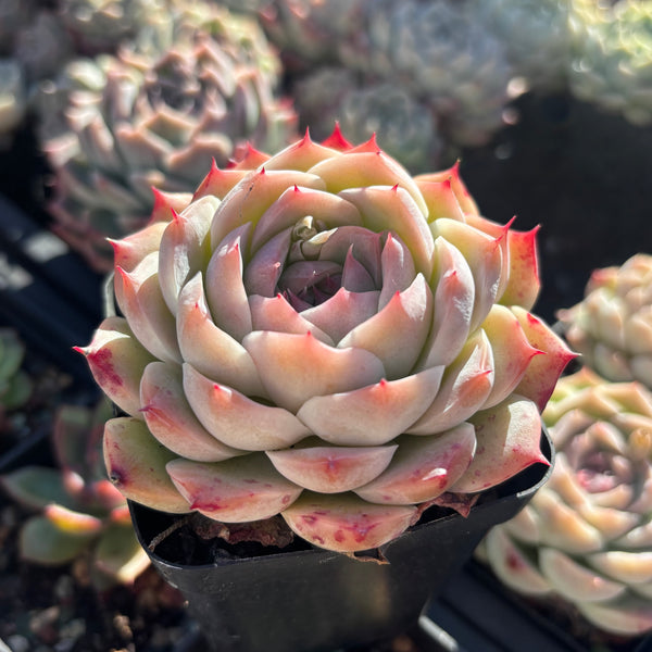 Echeveria Nocturne 夜曲 - Succulents Delight New Hybrid