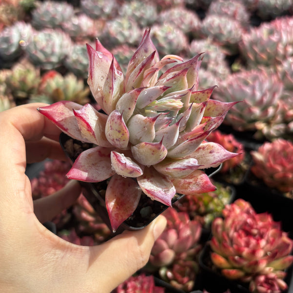 Echeveria Katarina 卡特琳娜  - Succulents Delight New Hybrid