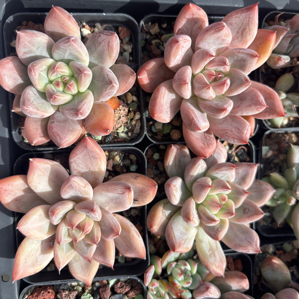Echeveria Katelyn 凯特琳