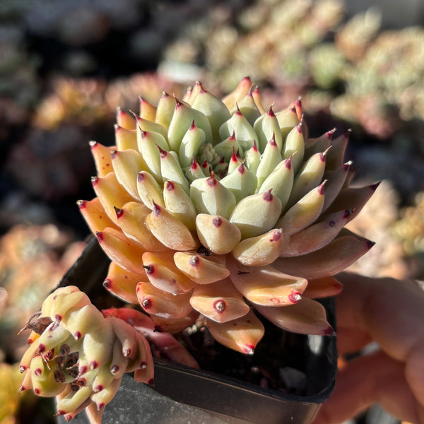 Echeveria cuspidata var. zaragozae 绿爪