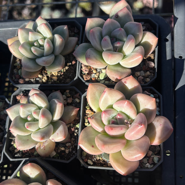 Echeveria White Champagne 白香槟 Succulent Delight new hybrid