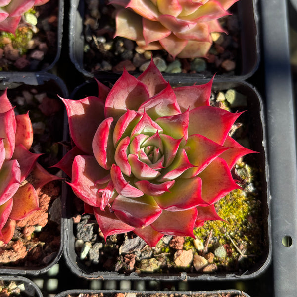 Echeveria Wizard of Oz 绿野仙踪 Succulent Delight new hybrid