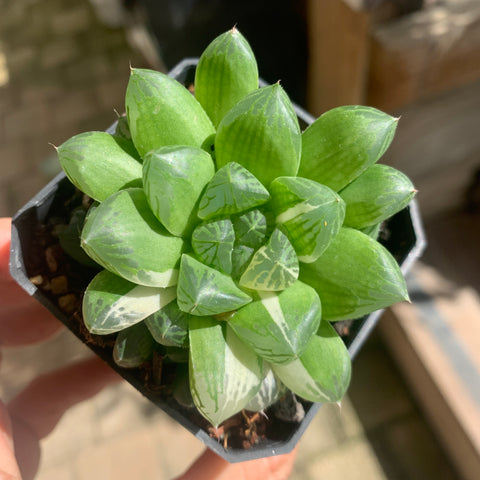 Haworthia Cooperi sp Suzhou cluster (no variegation) 苏州玉露锦（退锦）