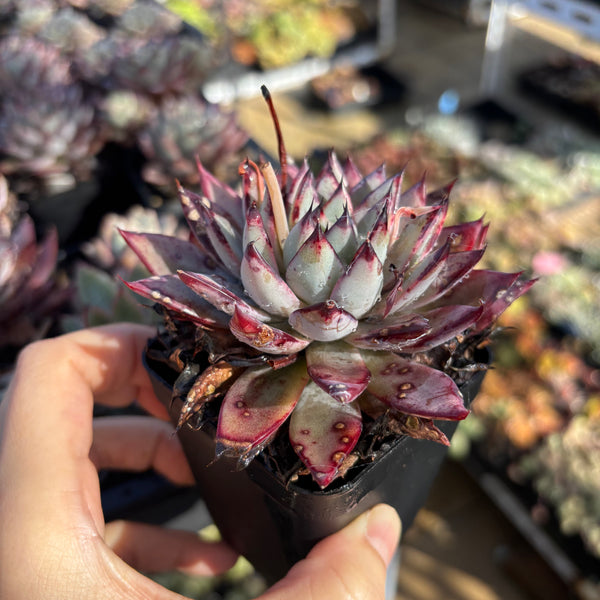 Echeveria Puebla 普埃布拉