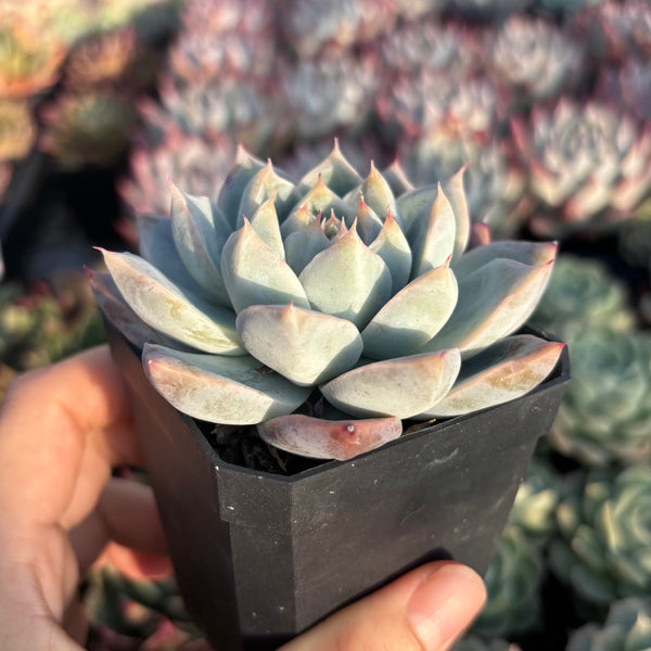 Echeveria Laura 罗拉 Succulent Delight new hybrid