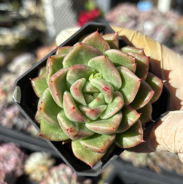 #93 Echeveria Fantasy Rose Silky Variegated 梦幻玫瑰拉丝锦