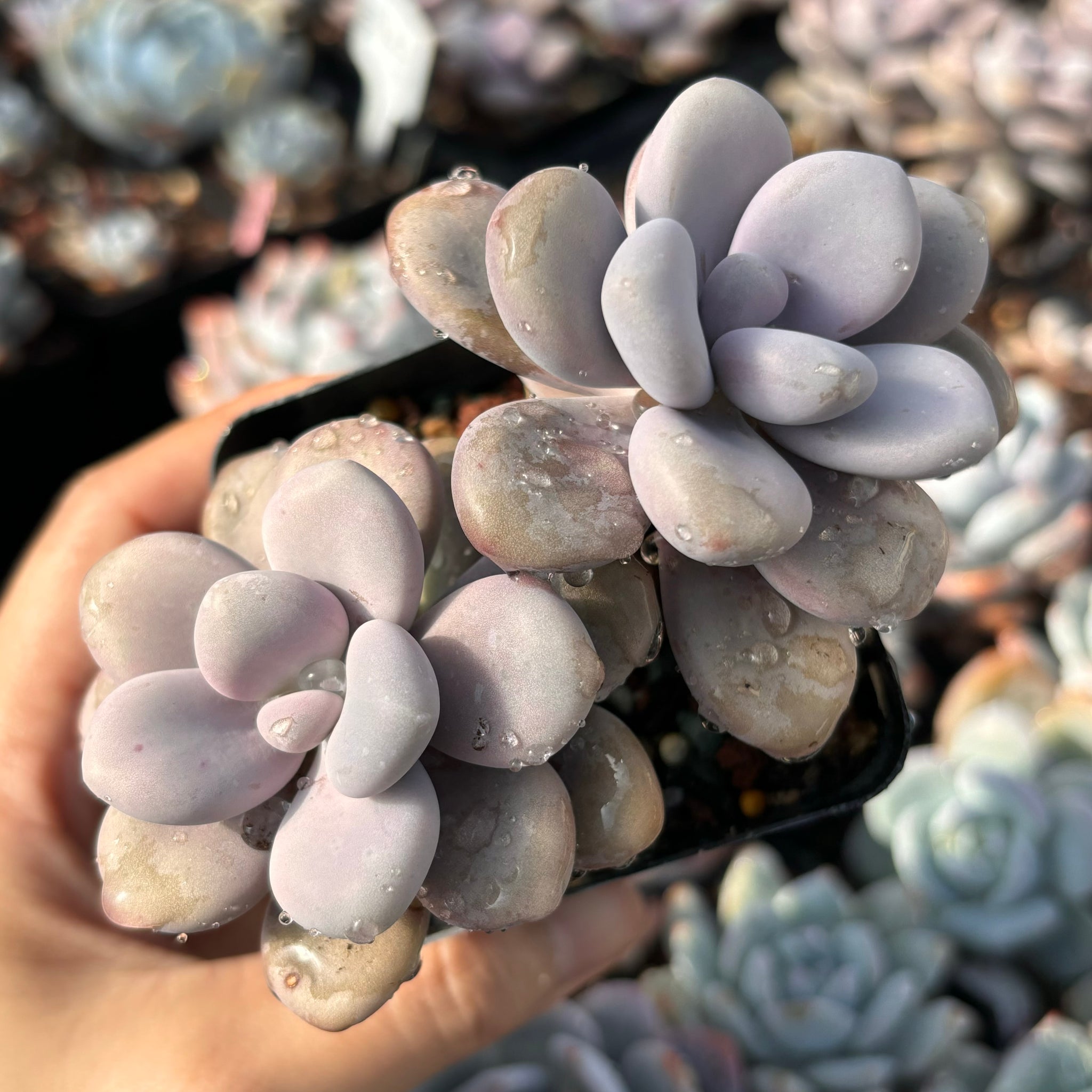 Specail！Graptopetalum Amethystinum Lavender Pebbles 桃蛋