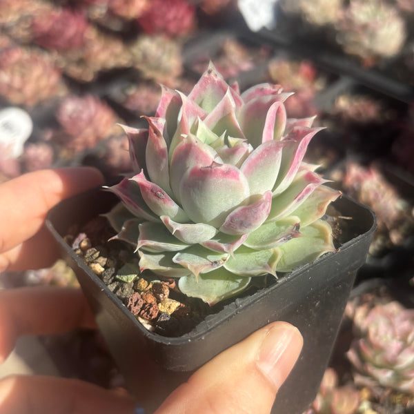 Echeveria Simulans Ascension 蓝丝绒