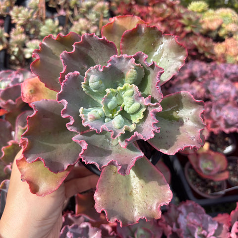 Echeveria Poro (with bumps)