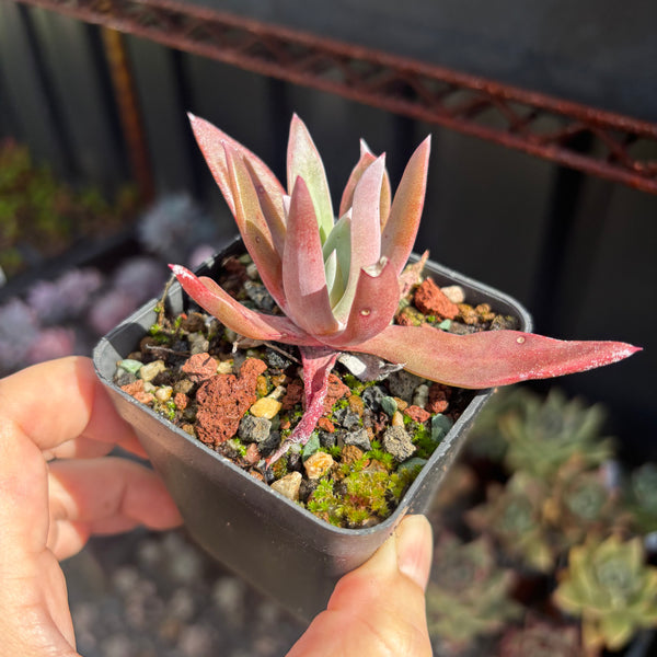 Dudleya farinosa 仙女杯御剑