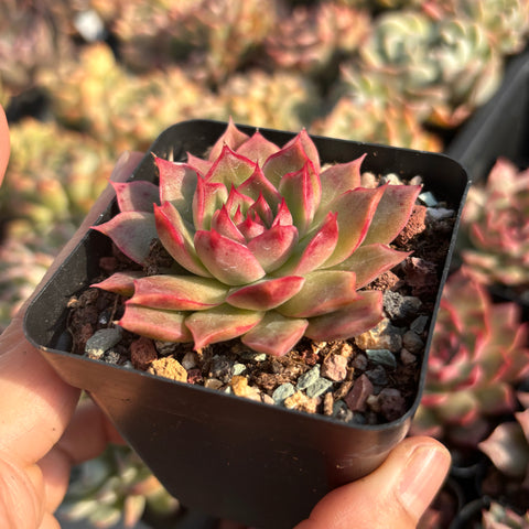 Echeveria Red Queen 红女王 Succulent Delight new hybrid