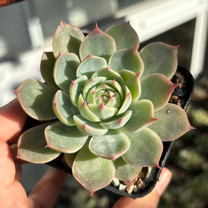 Echeveria Liliana 莉莉安娜 Succulent Delight new hybrid