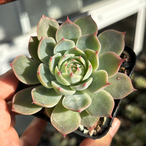 Echeveria Liliana 莉莉安娜 Succulent Delight new hybrid