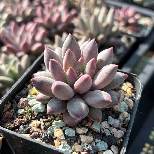 Pachyveria Red Grape 红葡萄