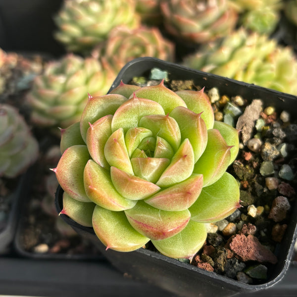 Echeveria Crystal Malgan 水晶麦秆 Succulent Delight new hybrid