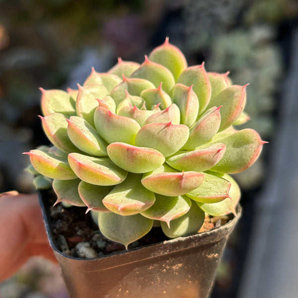 Echeveria Sea Urchin 海胆