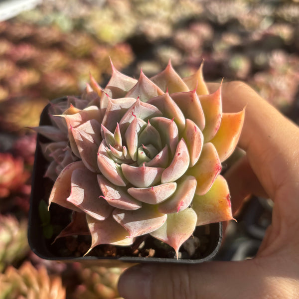 Echeveria Cold Fire 冷焰