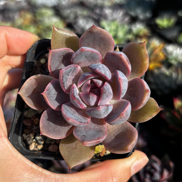 Echeveria Purple Dream 紫梦 Succulent Delight new hybrid