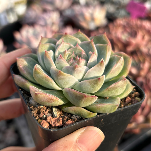 Echeveria Silhouette 剪影 Succulent Delight new hybrid