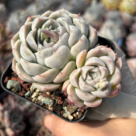 Echeveria Heart String 心弦 Succulent Delight new hybrid