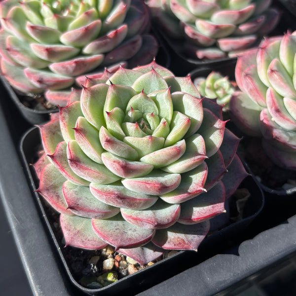 Echeveria Roulette 轮盘 Succulent Delight 2026 new hybrid