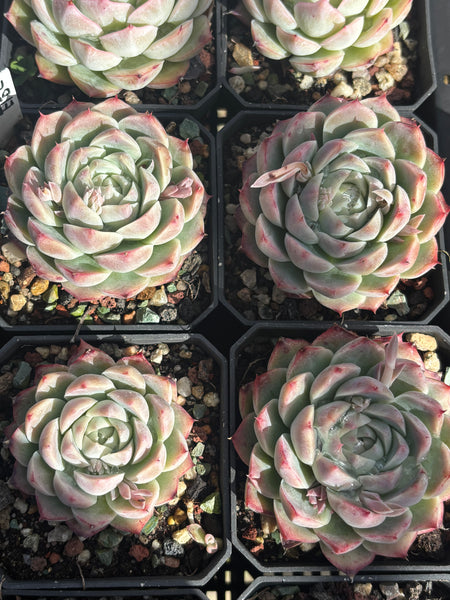 Echeveria Nocturne 夜曲 - Succulents Delight New Hybrid