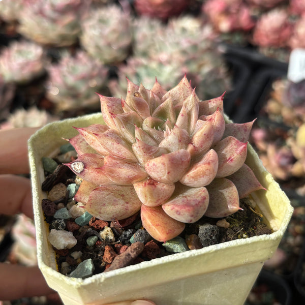 Echeveria Pink Planet 粉色星球 - with dark lines, Succulent Delight 2026 new hybrid