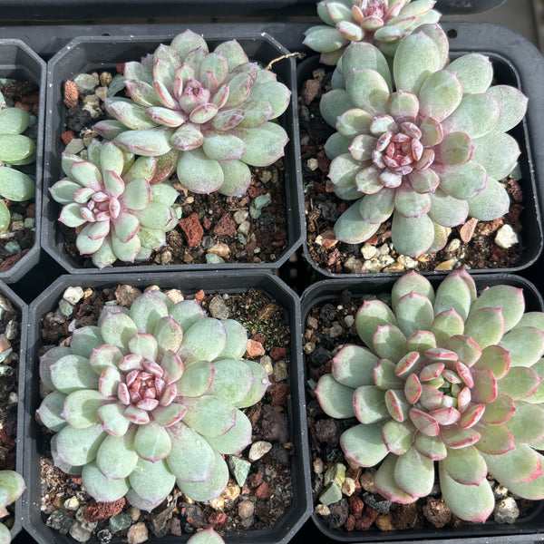 Echeveria Red Snow 红雪 糖心多肉 Succulent Delight new hybrid