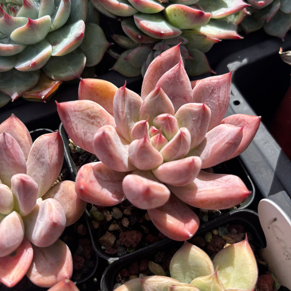 Echeveria Katelyn 凯特琳
