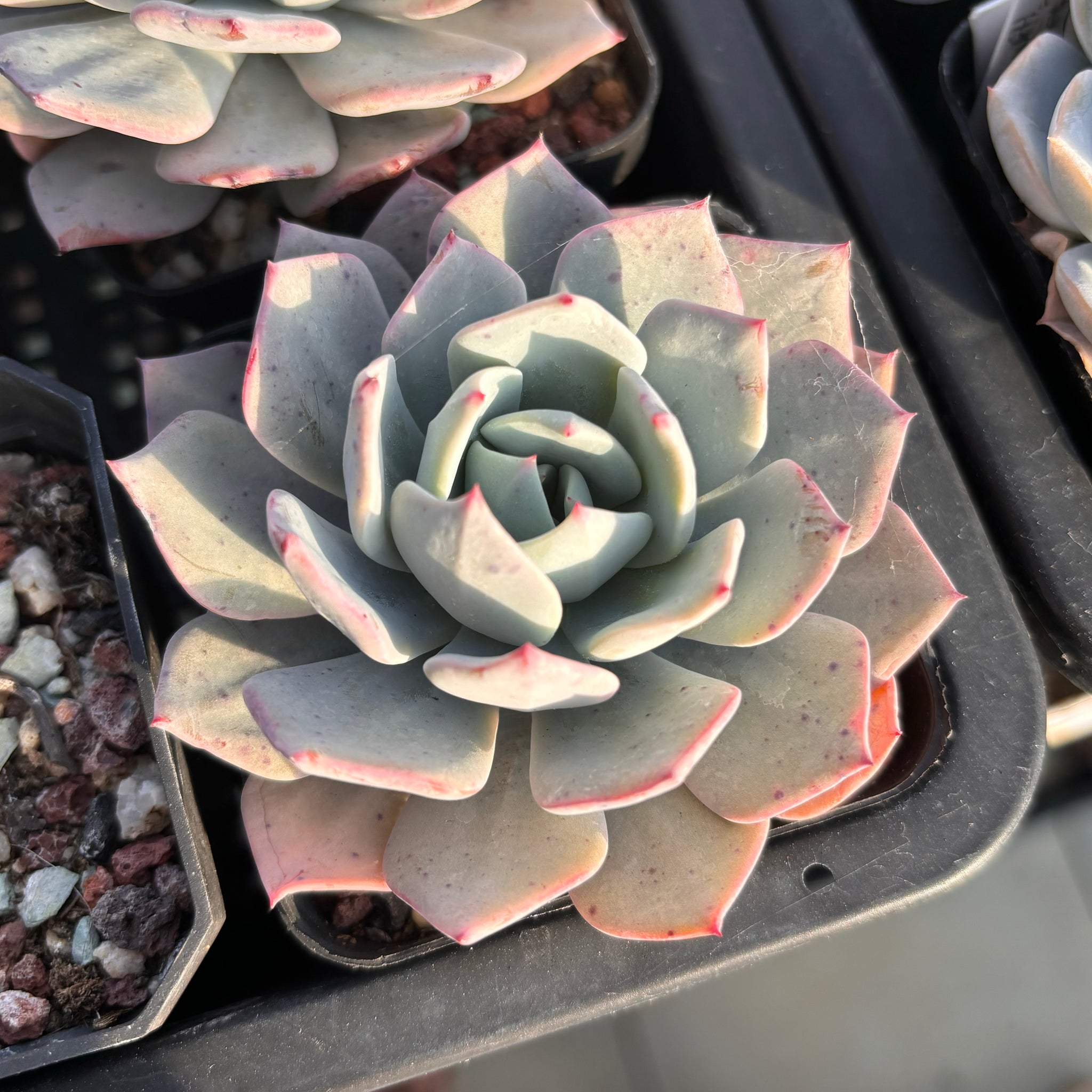 Echeveria Snow Promiss 雪诺
