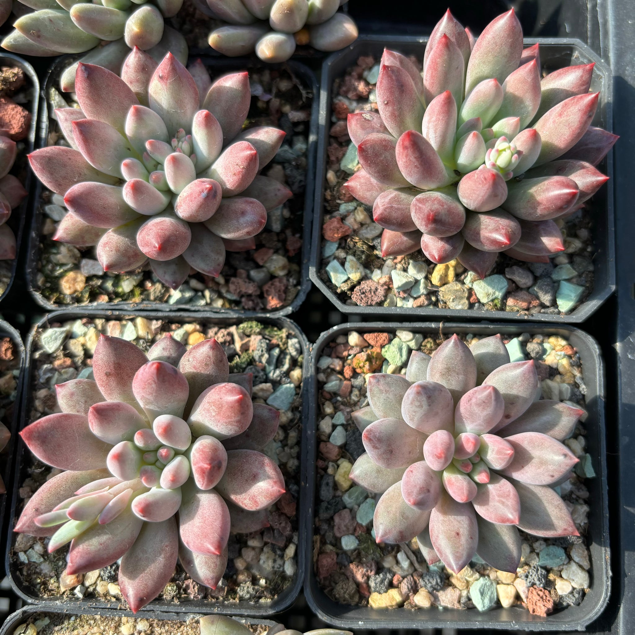 Pachyveria Red Grape 红葡萄