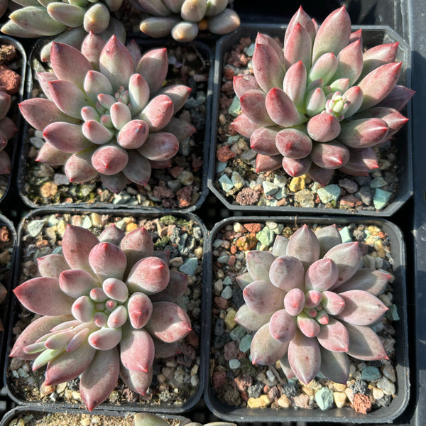 Pachyveria Red Grape 红葡萄