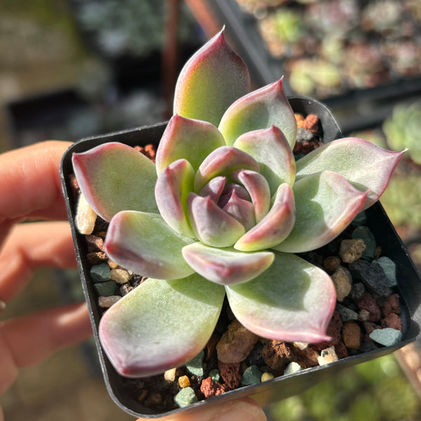 Echeveria Purple Fairy 紫霞仙子 Succulent Delight new hybrid