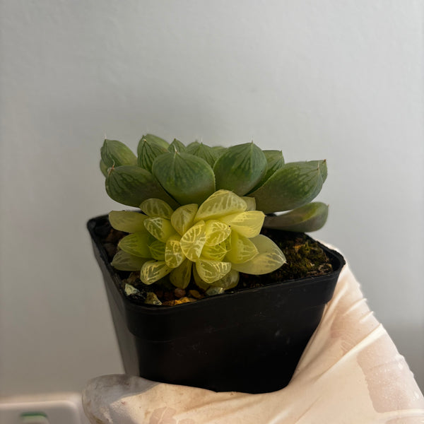 Haworthia Cooperi sp Suzhou cluster (no variegation) 苏州玉露锦（退锦）