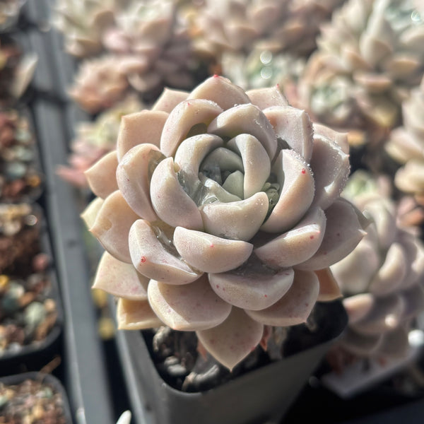 Pachyveria Ocean Beauty 海美人 Succulents Delight New Hybrid