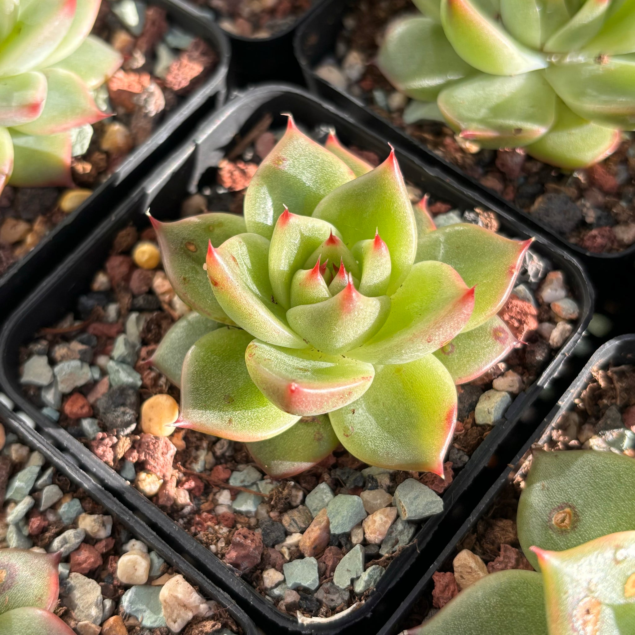 Echeveria Andromeda 仙女座Succulent Delight new hybrid